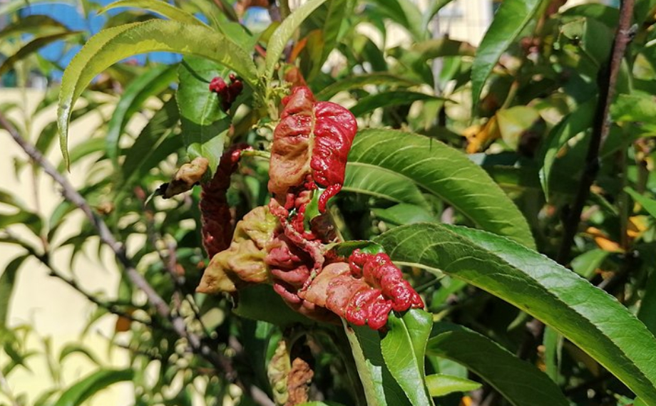 Kadeřavost broskvoní: Jak nad ní vyhrát