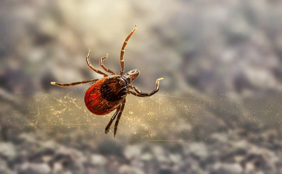 Co dělají klíšťata v zimě