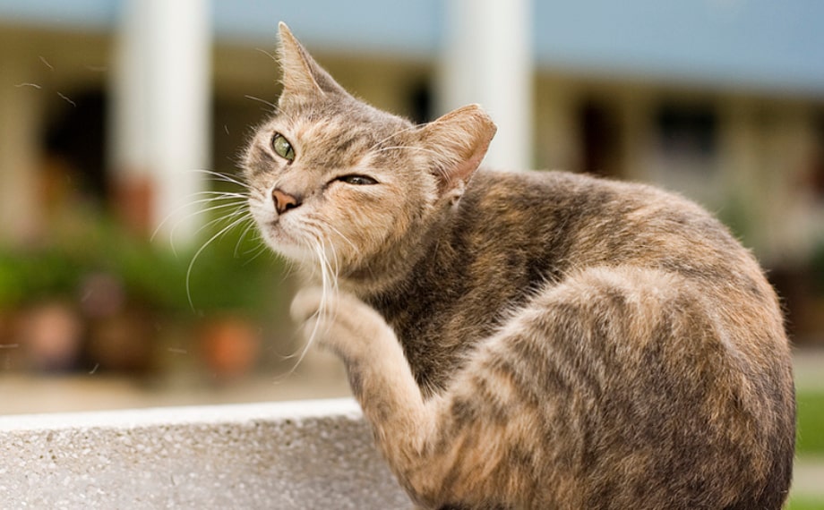 Jak se zbavit blech u koček