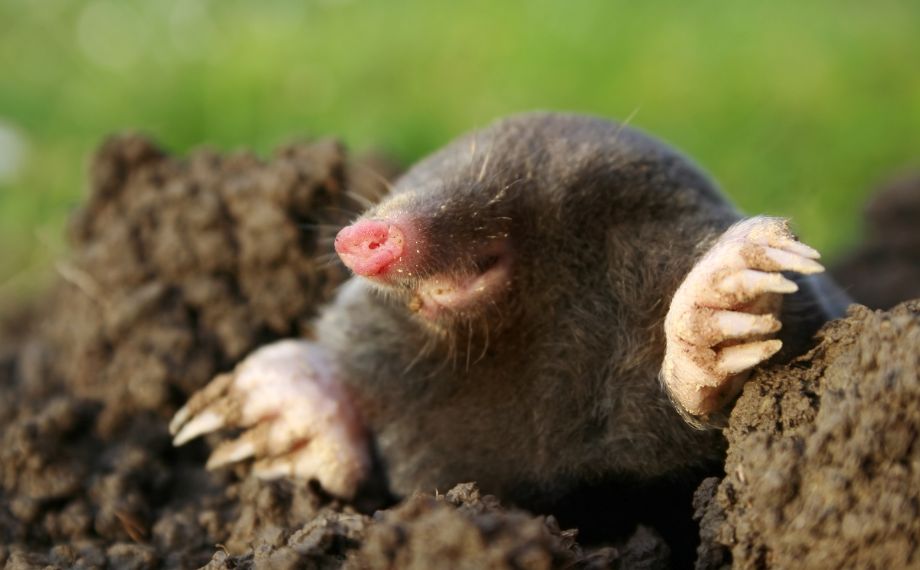 4 tipy, jak vyhnat krtka ze zahrady