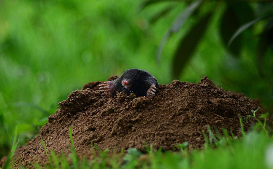 Vše o krtcích: 25 nejzajímavějších otázek a odpovědí
