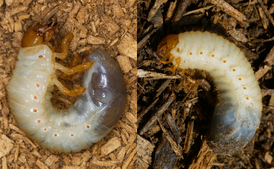 Larva chrousta vs. larva zlatohlávka: Jak je spolehlivě rozlišit?