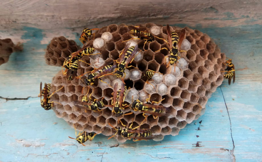 Likvidace vosích hnízd: Návod krok za krokem