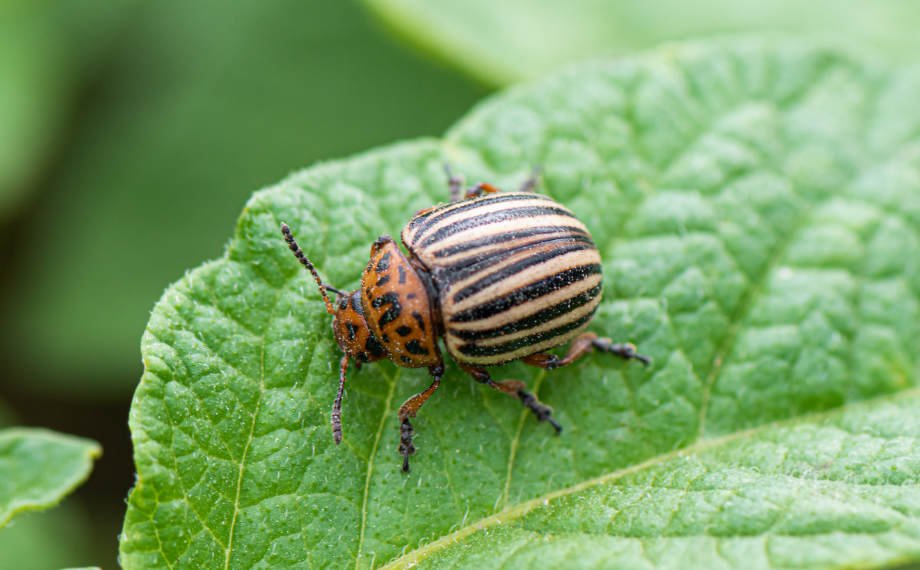 Mandelinka bramborová: Vše o nenasytném škůdci