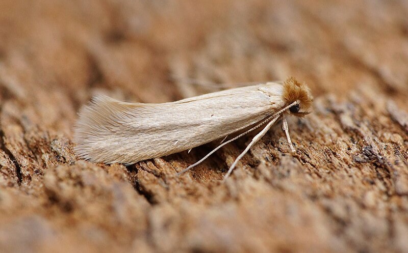 Jak se zbavit molů v domácnosti