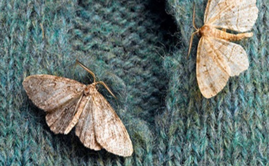 Jak se zbavit molů ve skříni