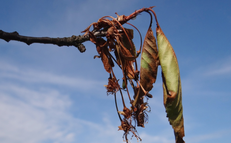 Moniliová spála: Vše, co potřebujete vědět