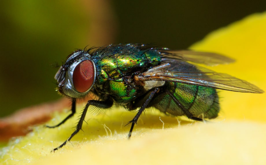 Jak na přemnožené mouchy v bytě