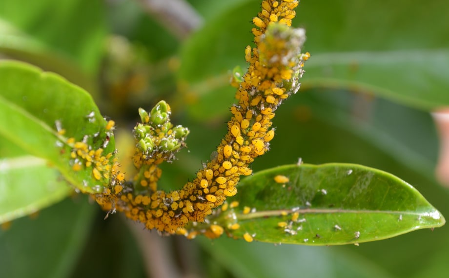 Mšice na pokojových rostlinách