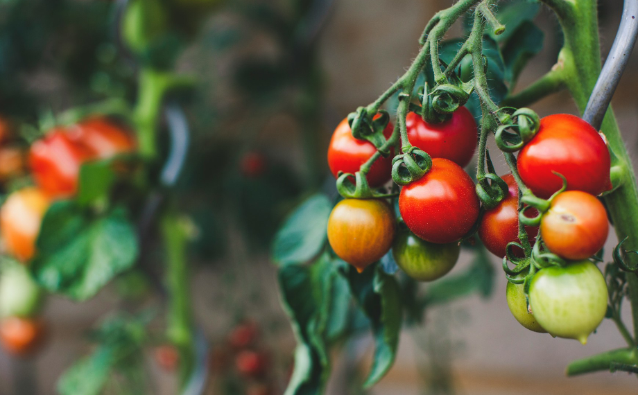Jak na mšice na rajčatech a dalších plodinách
