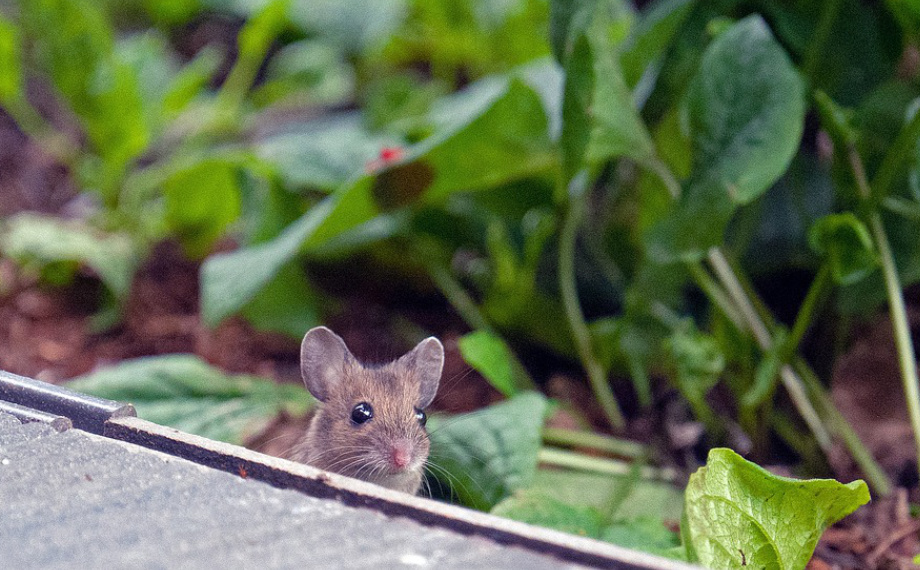 Jak se zbavit myší na zahradě