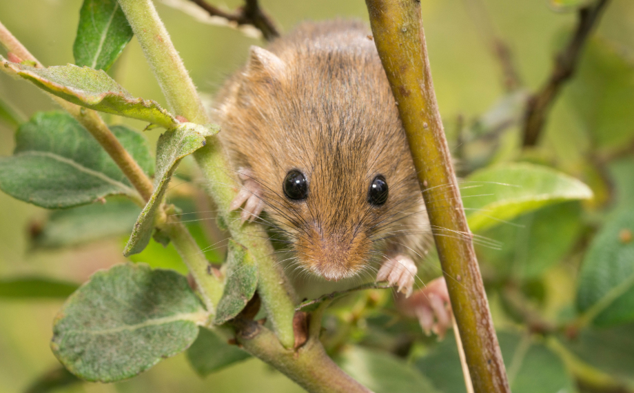 Proč je lepící past a lepidlo na myši v ČR zakázané