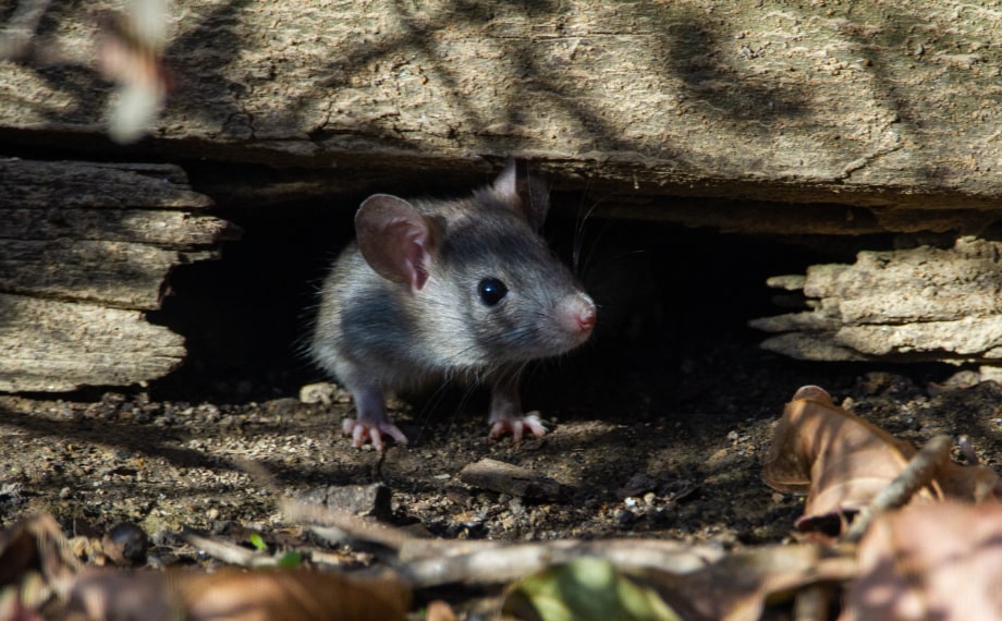 Jak se zbavit myší ve zdi