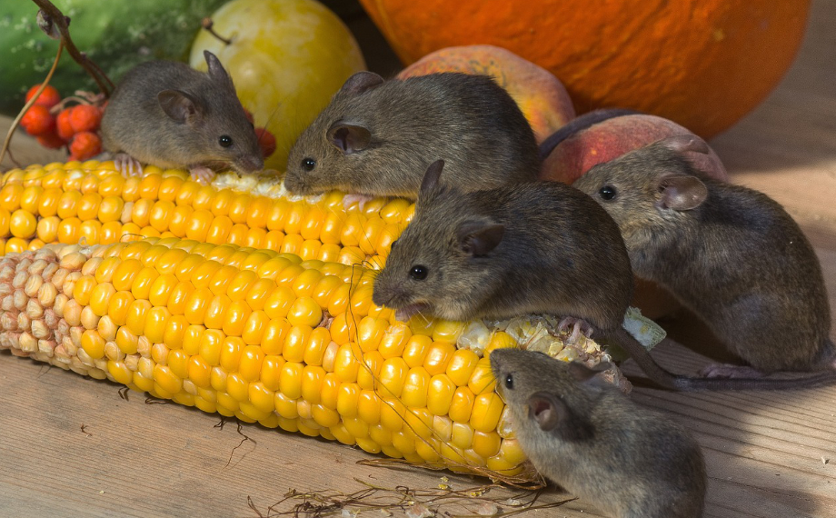 Jak vyhnat myši z chalupy