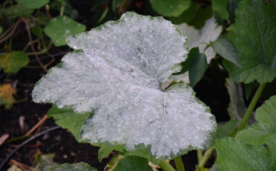 Co je padlí a jak se ho zbavit