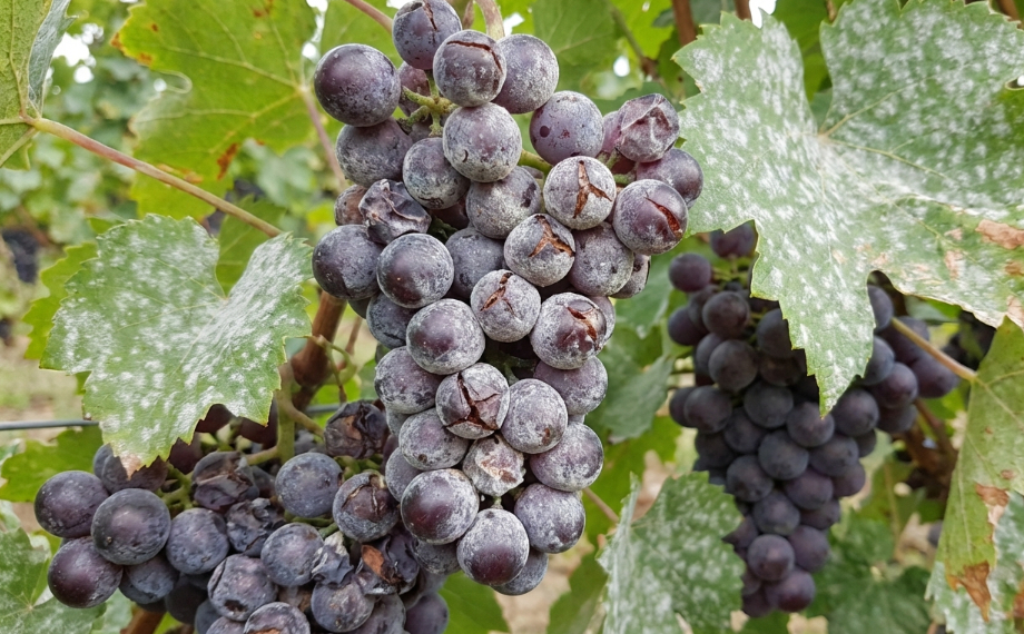 Padlí révové: Jak ho včas poznat a účinně zastavit