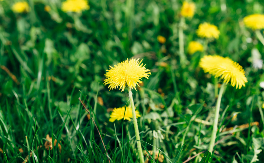 Jak se zbavit plevele na zahradě