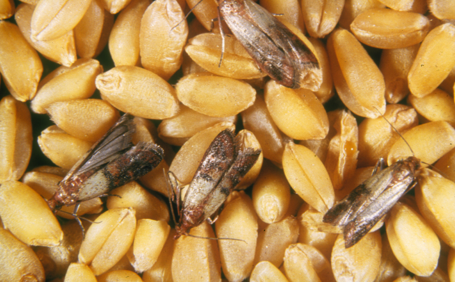 Jak vyhubit potravinové moly