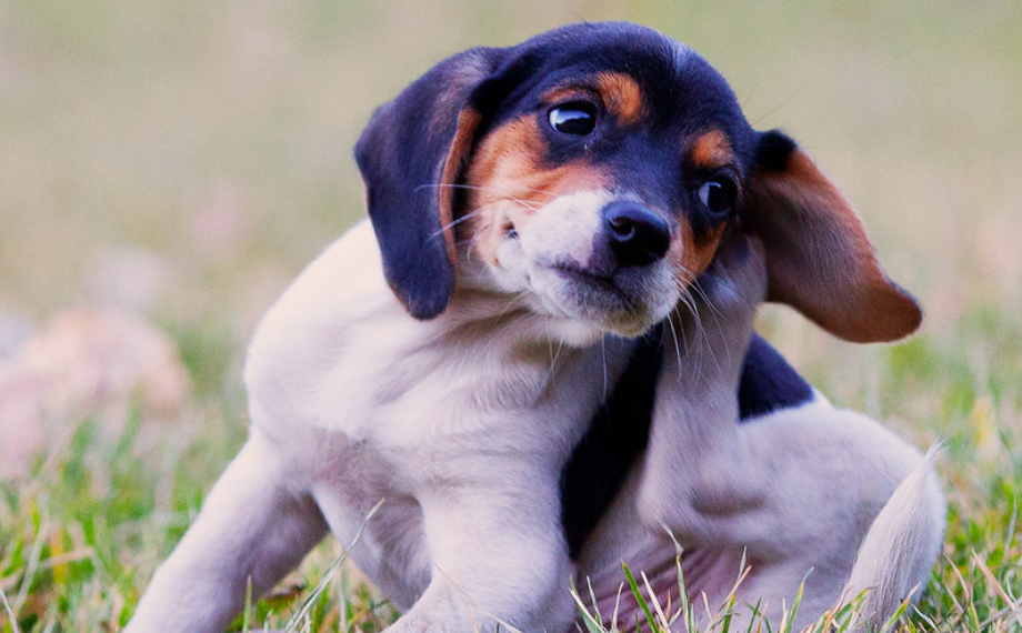 Jak se zbavit blech u psa