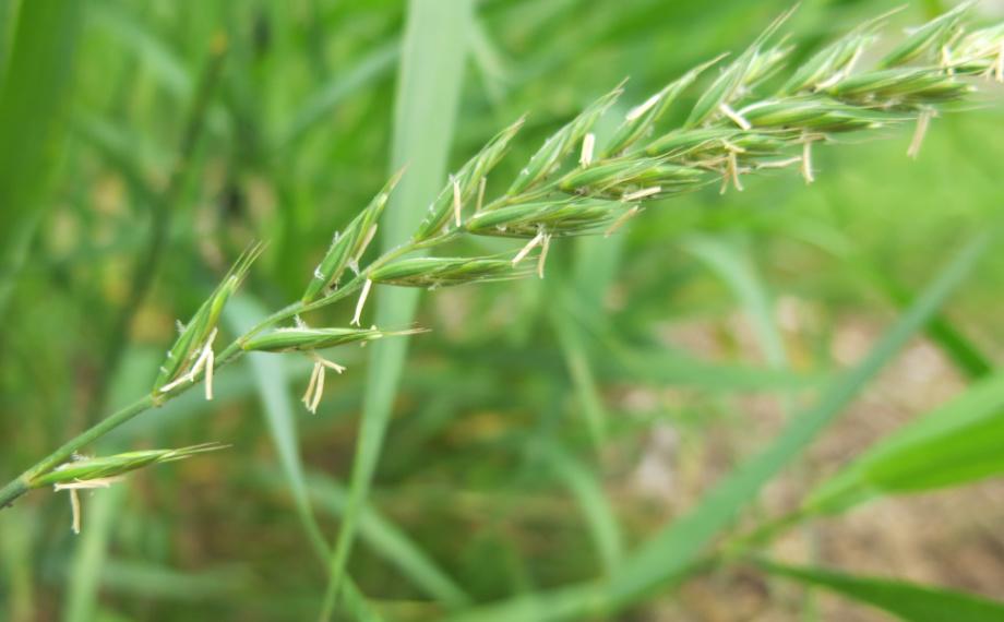 Jak se zbavit pýru v trávníku