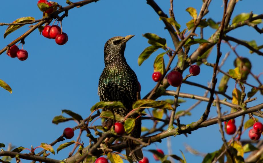 Jak chránit zahradu před ptáky