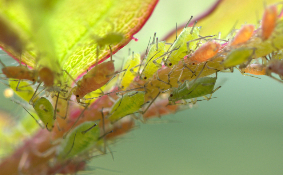 Nejčastější saví a žraví škůdci rostlin
