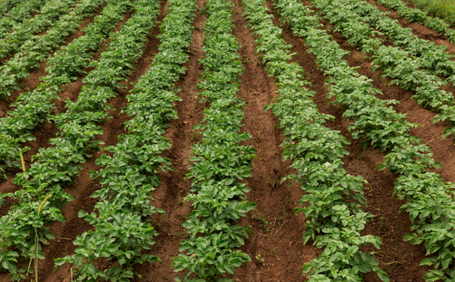 Choroby a škůdci brambor: Jak ochránit úrodu