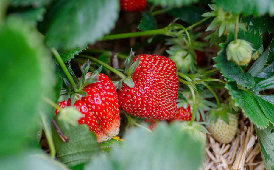 Škůdci jahod: Jak ochránit jahodovou úrodu