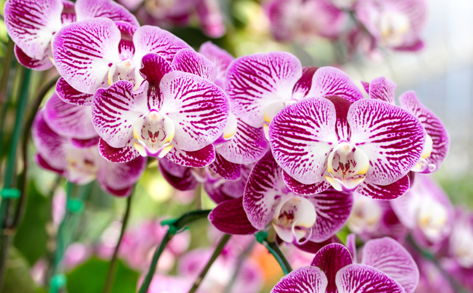 Škůdci na orchidejích a jak na ně