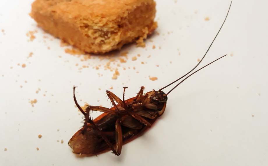 Jsou švábi nebezpeční?