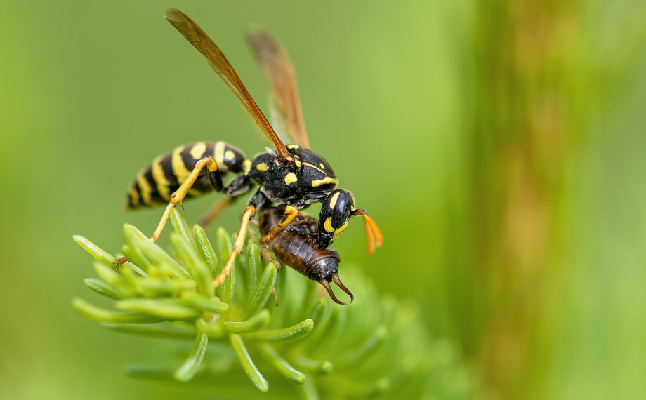 10 zajímavých faktů o vosách