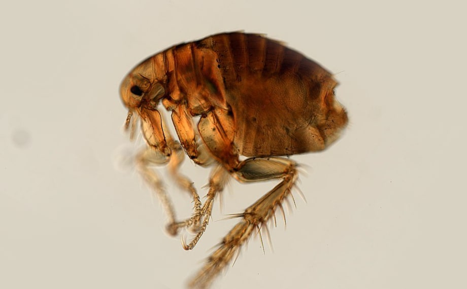 Blecha obecná