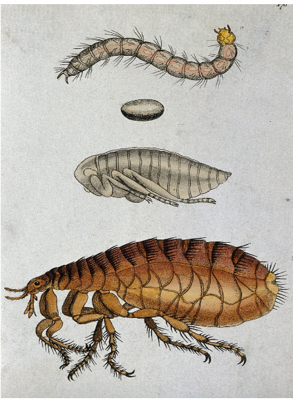 Stádia blechy