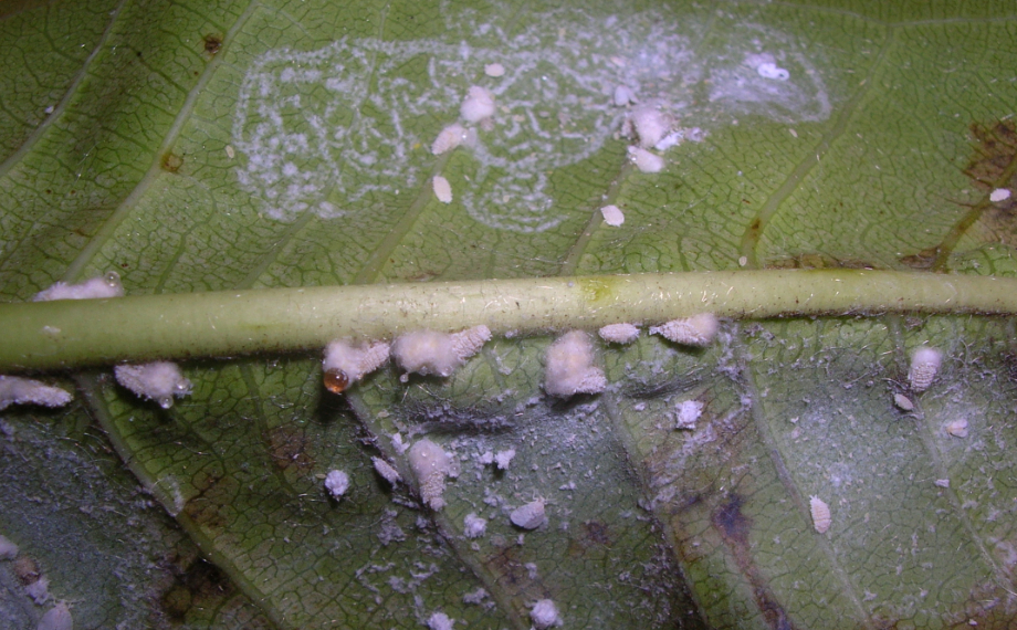 Červci vs. plíseň na listech