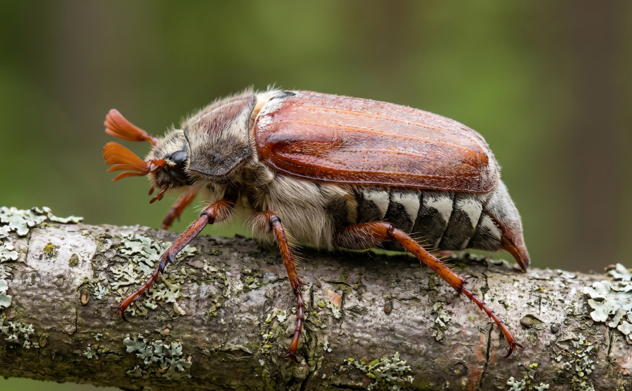 Chroust maďalový (Melolontha hippocastani)