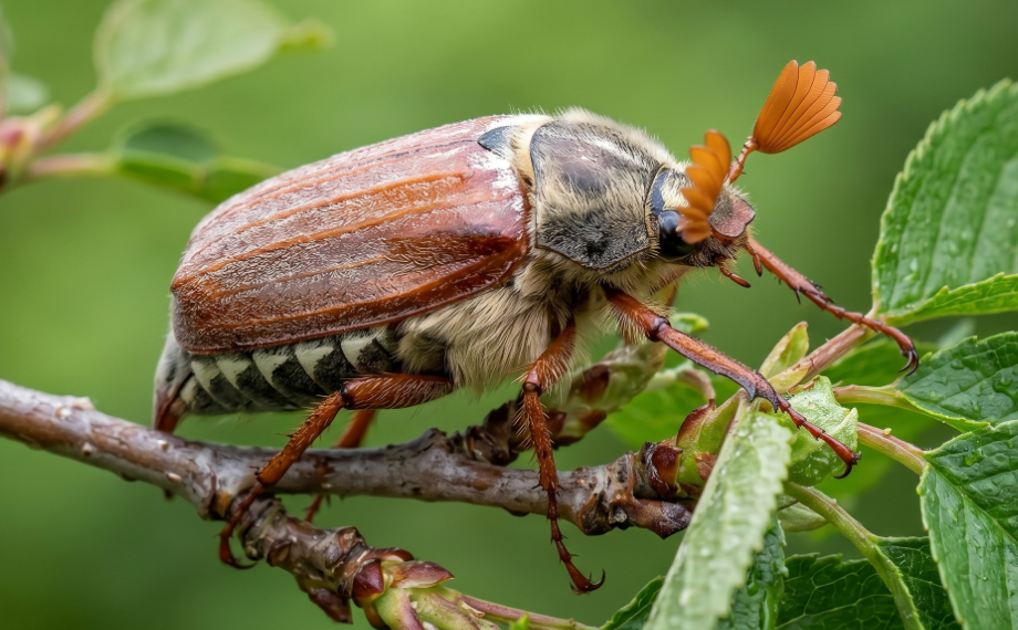 Chroust obecný (Melolontha melolontha)