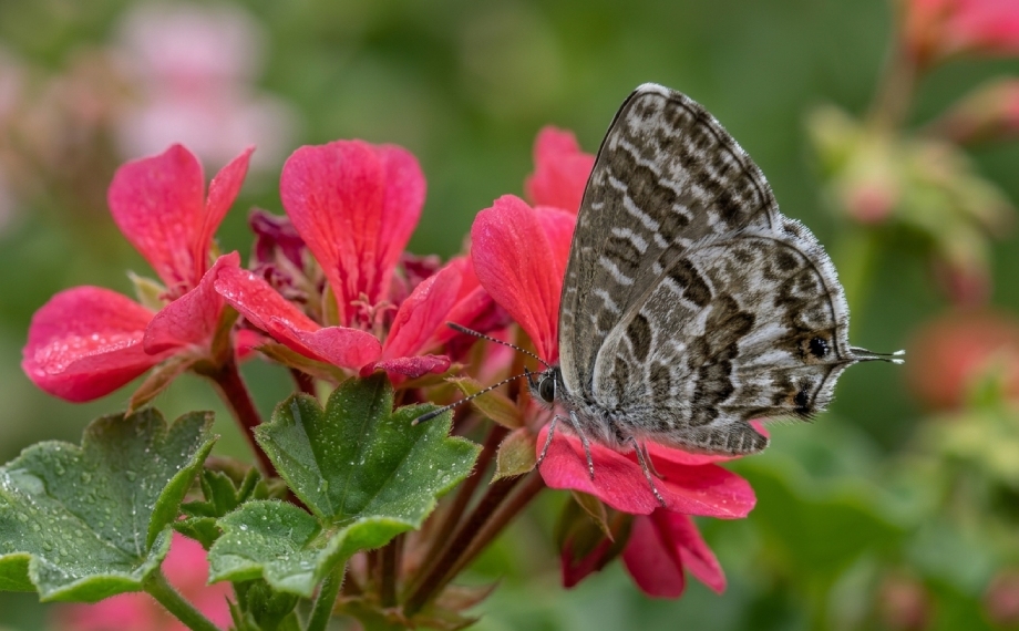 Modrásek muškátový na květu pelargonie
