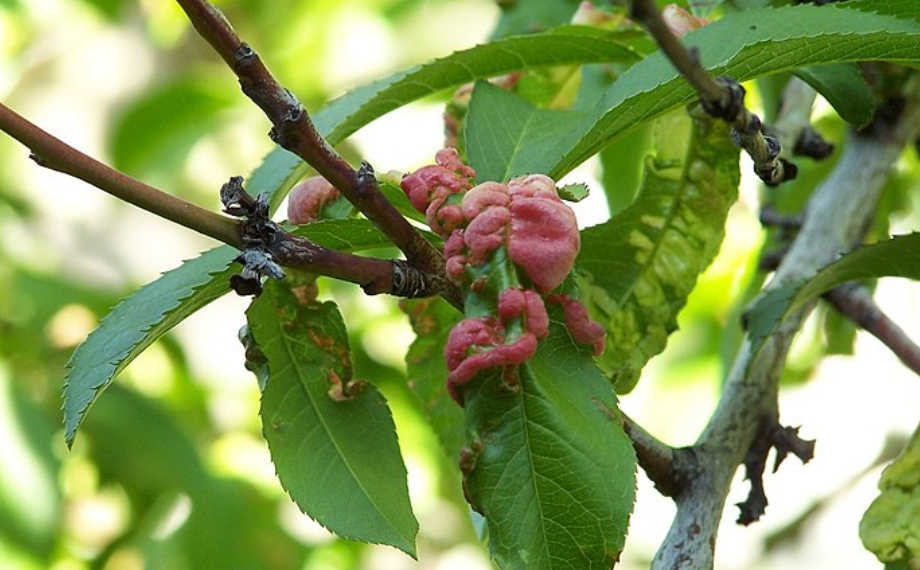 Kaderavost Nektarinek (kadeřavosti nektarinek, proti kadeřavosti, Taphrina deformans, chemické ošetření) Kaderavost Nektarinek