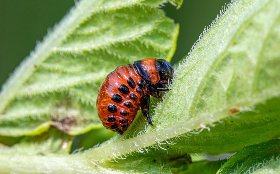 Larva mandelinky bramborové