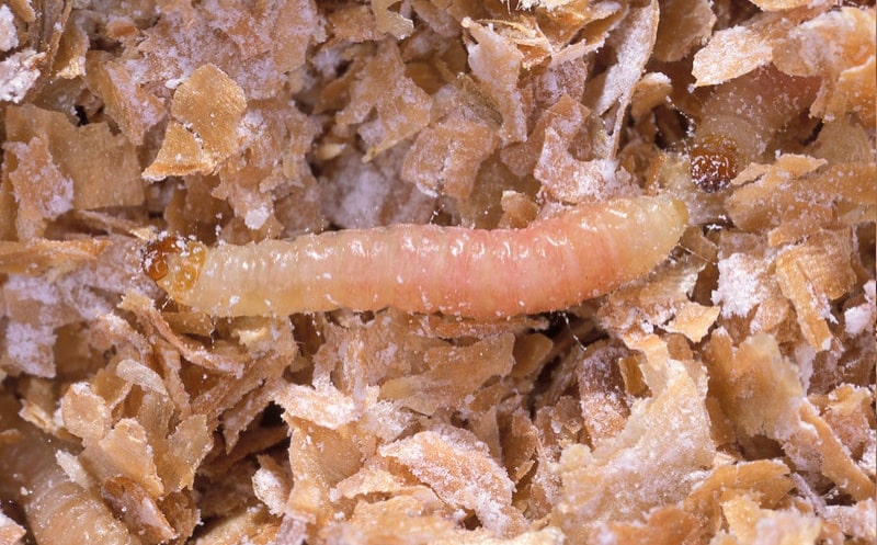 Jak Zlikvidovat Moly (Moli potravinoví, Larvy molů, molů šatních) Jak Zlikvidovat Moly