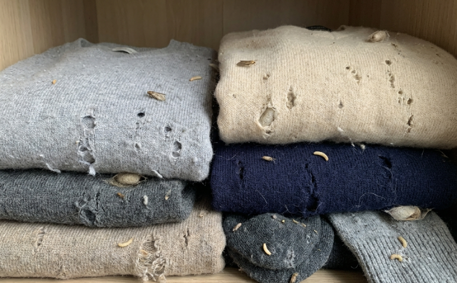 Šatní moli na oblečení