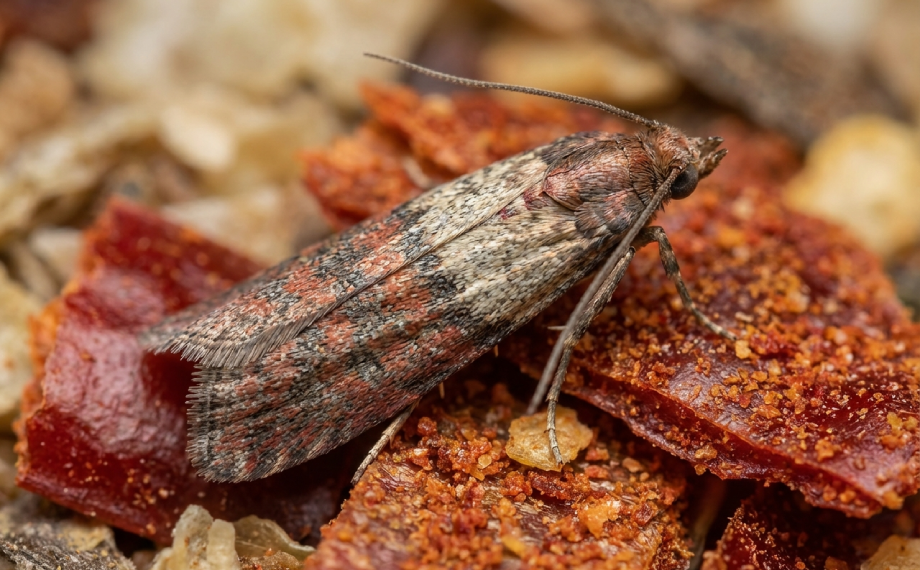 Zavíječ paprikový