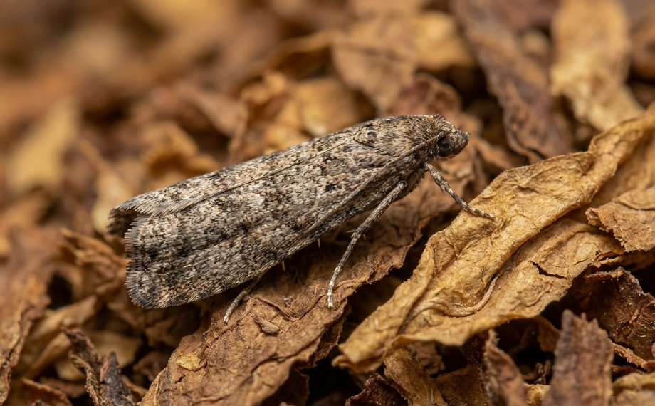 Zavíječ skladištní