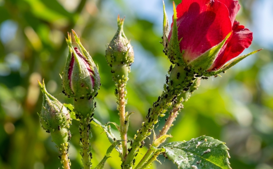 Růže napadená mšicemi