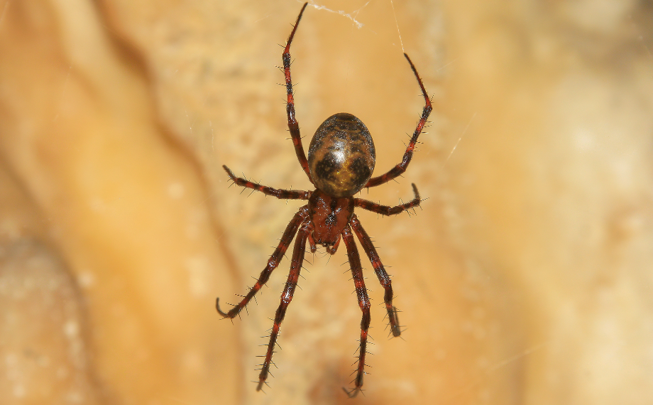 Meta temnostní (Meta menardi)