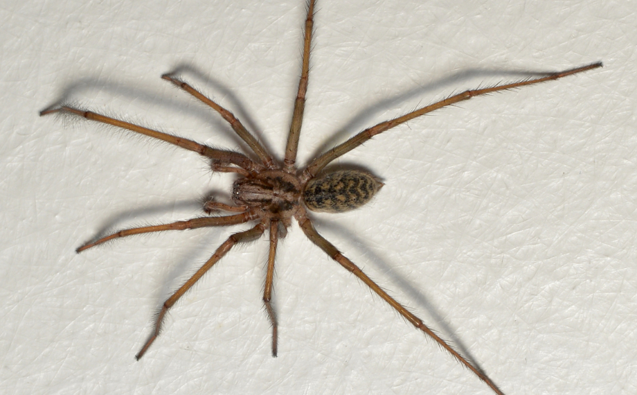 Pokoutník tmavý (Eratigena atrica)