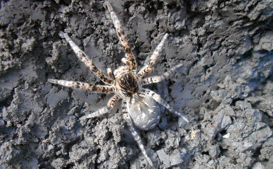 Slíďák tatarský (Lycosa singoriensis)