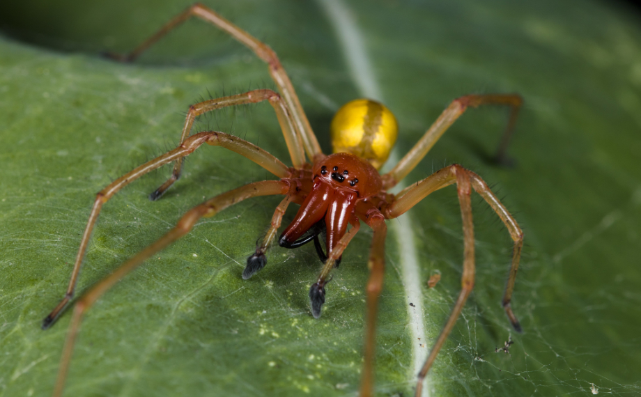 Zápřednice jedovatá (Cheiracanthium punctorium)