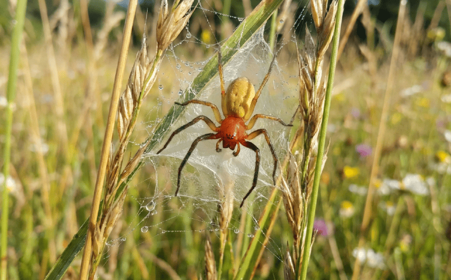 Zápřednice jedovatá