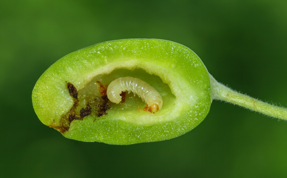 Larva pilatky švestkové